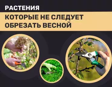 Растения, которые не следует обрезать весной
